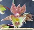 Ctsm. Frilly Doris SVO AM/AOS x Orchidglade Davie Ranches